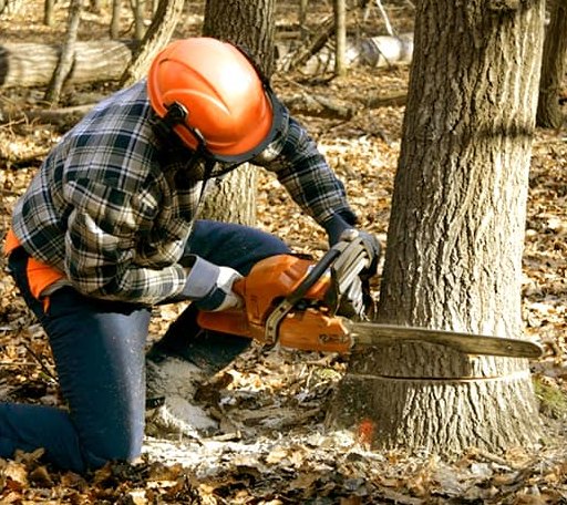 Tree Removal in Connell, WA